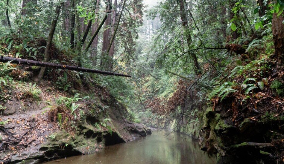 The Forest of Nisene Marks State Park, California, USA